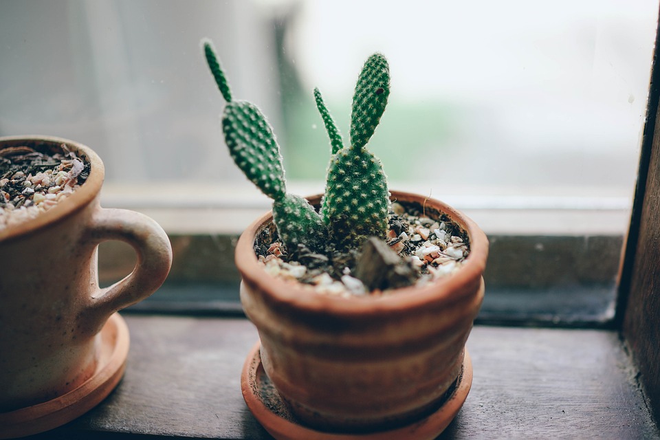 Breathe better with houseplants